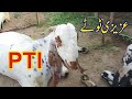 Funny Bakra Eid Special PTI Azizi Totay 2023 I Tezabi Totay by Ali Azizi