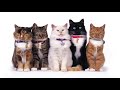 Boots and Cats