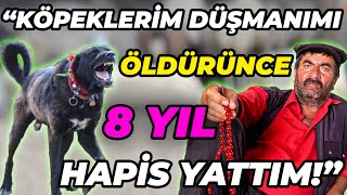 Kurda ve Domuza Acımayan Çoban Köpeği; HAYMANA KARASI! / Haymanalı Cino Emmi'nin