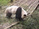 lazy panda