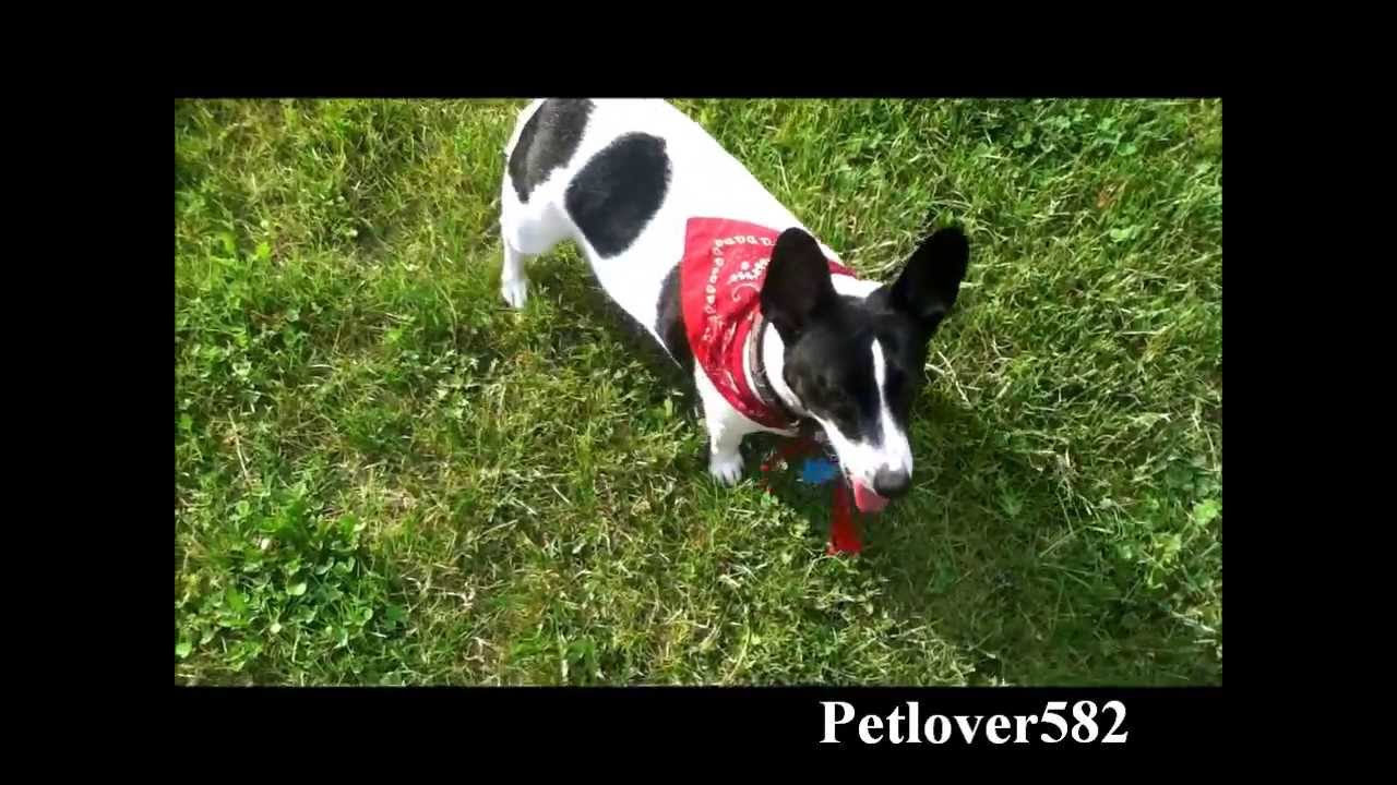 Cool Dog Training Tricks Cool Dog Training Tricks