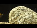 cichlid