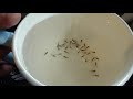 cichlid