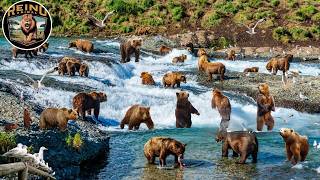 El Misterio Oso Pardo - La Jornada De Supervivencia En La Naturaleza Reino Animal