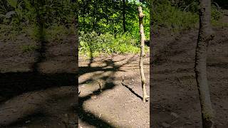 Bushcraft Skills Diy How To Navigate Without A Comp.