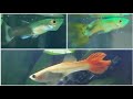 guppies "skinny disease" - common guppy diseases, how to treat sick guppy fish in wasting disease