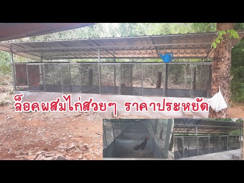 ล็อคผสมไก่สวยๆ ราคาประหยัด