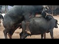 hot buffalo meeting and cow meeting(3)