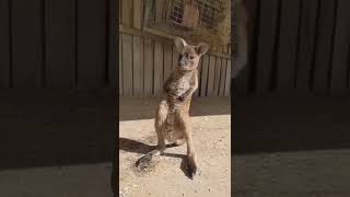 Hoop Dedik! Bebek Olan Herşey Güzeldir :) Kanguru