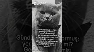 Gece Ve Gündüzün Gizemli Konuşması Kedilerin Dünyasına Yolculuk