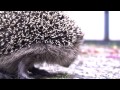 Igel