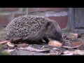 Igel