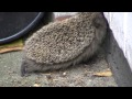 Igel