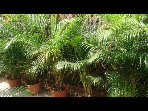 Пальма Арека: уход за растением после зимы