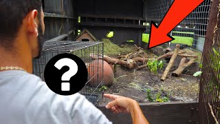 BUILDING A HOME For NEW EXOTIC ANIMAL!