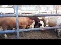 مضحك جدآ جدآ سكس حيونات جديد2014