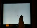 Our kitten watching the Blue Angels