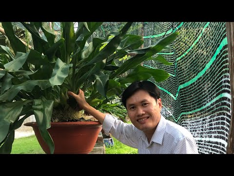 Bí quyết để có chậu lan Hoàng hậu xanh quá khủng! Để được chậu lan khủng này thì cần gì? MAI HUY