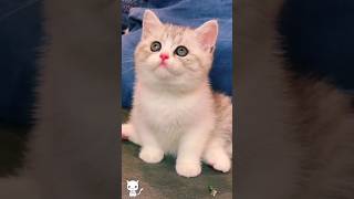 Cute Kitten,S