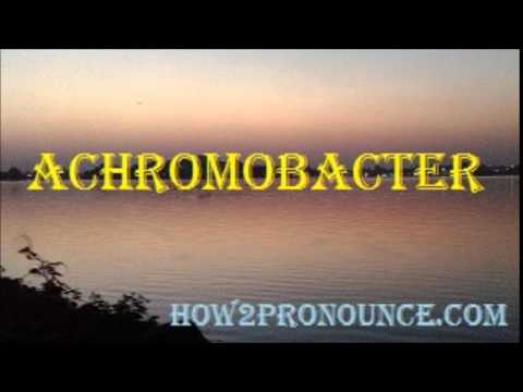 Header of Achromobacter