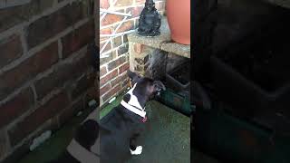 Ruby Our Staffy Water Drip Fight