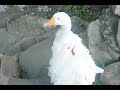 OLIVER DIAPERED PET SEBASTOPOL GOOSE and HIS MUD PUDDLE Part 1