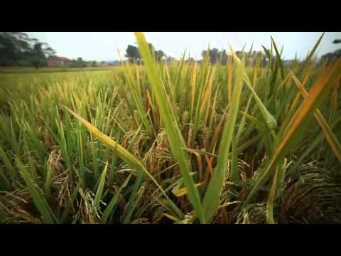 Padi Al Kautsar upload