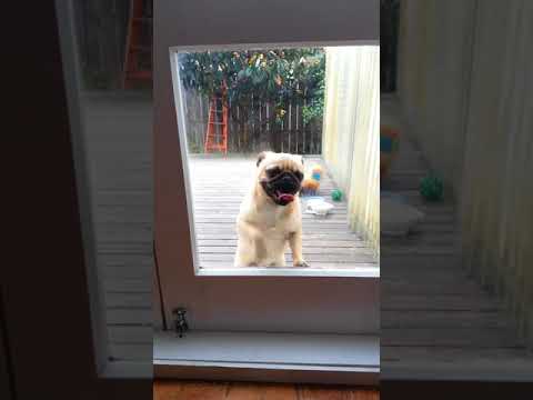 Pug amateur boxing and licks glass door to be let in