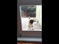 Pug amateur boxing and licks glass door to be let in