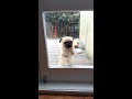 Pug amateur boxing and licks glass door to be let in