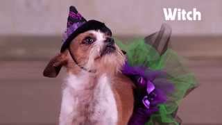 8 Costumes for Your Pet | ? Halloween Style Scene ? Glam.com
