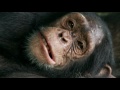 The Landsc Apes Video preview