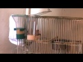 algunos de mis pajaros