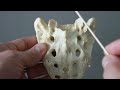 Sacral