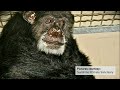 Cheetah the chimp from 1930s Tarzan films dies aged 80