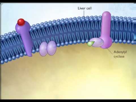 Mode of action of steroid hormones