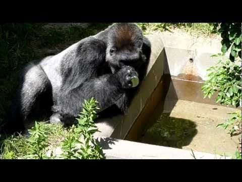 Gorilla drinking  water from a cup．