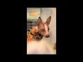 CRAZY DANCING PIMP DOG