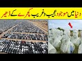 Dunya Ke Ajeeb o Ghareeb Qabristan | Millions of Cars Are Rotting in the Open Air