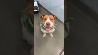 Happy St. Pitties Day From Beautiful Girl Isabella More Info In Comments.