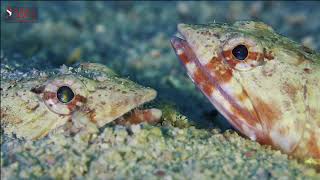 LIZARD FISH