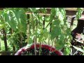 Basic Information on How to Side-Dress/Fertilize Container Tomatoes - The Rusted Garden 2013