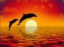Relajaci�n y equilibrio con delfines, meditaci�n guiada