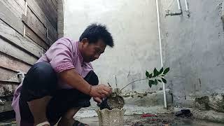 Inspirasi A Bonsay Kimeng Model Akar Nunggung