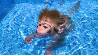 Monkey Baby Bon Bon Eats Fruit Ice Cream With Baby Rabbit And Swims With Puppy At The Pool