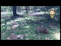 Ghost caught in dense forest !!! Real ghost caught