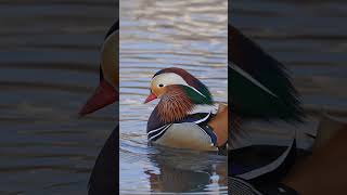 Colourful Ducks Video