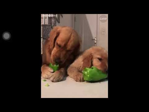Funny vegetarian dogs