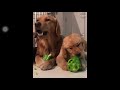 Funny vegetarian dogs