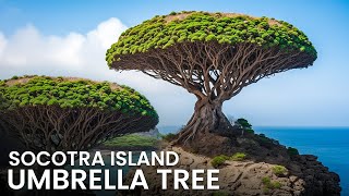 Unbelievable Socotra Islands Jaw-Dropping Umbrella Trees